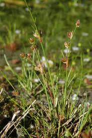 Attēlu rezultāti vaicājumam “Juncus bulbosus leaf”