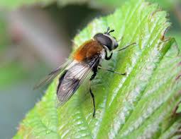 Attēlu rezultāti vaicājumam “Lycogala convexum”