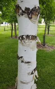 Attēlu rezultāti vaicājumam “Betula papyrifera”