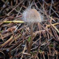 Attēlu rezultāti vaicājumam “Spinellus fusiger”