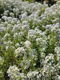 Image result for Alyssum diffusum