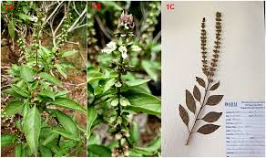 Attēlu rezultāti vaicājumam “Ocimum basilicum flower”