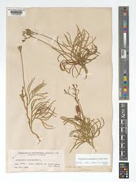 Attēlu rezultāti vaicājumam “Diphasium complanatum”