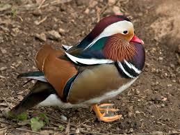 Attēlu rezultāti vaicājumam “Aix galericulata male”