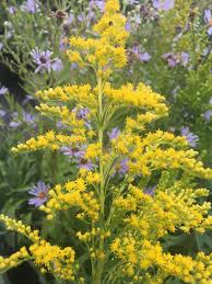 Attēlu rezultāti vaicājumam “Solidago canadensis flower”