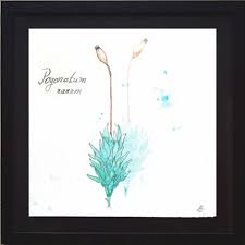 Attēlu rezultāti vaicājumam “Pogonatum nanum”