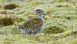 Attēlu rezultāti vaicājumam “Pluvialis apricaria”