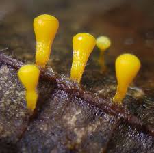 Attēlu rezultāti vaicājumam “Craterium minutum stalked”