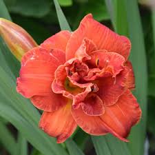 Image result for Hemerocallis `Moses Fire`