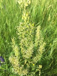 Attēlu rezultāti vaicājumam “Silene borysthenica”