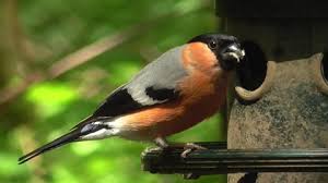 Attēlu rezultāti vaicājumam “Pyrrhula pyrrhula male”