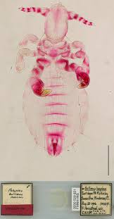 Attēlu rezultāti vaicājumam “Licea pusilla macro”