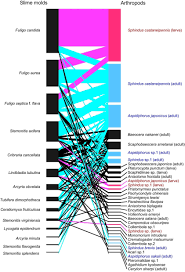 Attēlu rezultāti vaicājumam “Arcyria minuta spores”