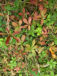 Attēlu rezultāti vaicājumam “Potentilla reptans leaf”