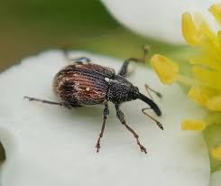 Attēlu rezultāti vaicājumam “Anthonomus phyllocola”