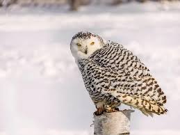 Image result for Bubo scandiacus