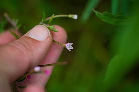 Attēlu rezultāti vaicājumam “Epilobium roseum leaf”