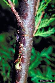 Attēlu rezultāti vaicājumam “Trichia botrytis var. cerifera stalked”