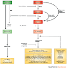 –<b>aldosterone</b> system