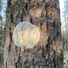 Attēlu rezultāti vaicājumam “Gloeoporus pannocinctus”