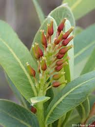 Attēlu rezultāti vaicājumam “Salix myrsinifolia female flower”