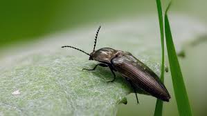 Attēlu rezultāti vaicājumam “Ctenicera pectinicornis female”