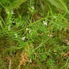 Attēlu rezultāti vaicājumam “Vicia hirsuta fruit”