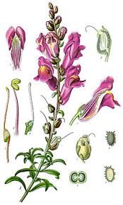 Attēlu rezultāti vaicājumam “Antirrhinum majus”