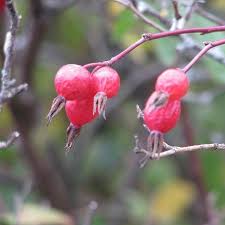 Attēlu rezultāti vaicājumam “Rosa majalis fruit”
