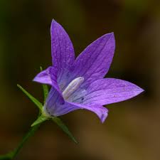Attēlu rezultāti vaicājumam “Campanula patula flower”
