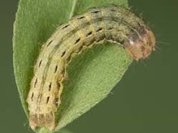 Attēlu rezultāti vaicājumam “Noctua pronuba”