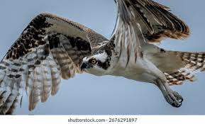 Attēlu rezultāti vaicājumam “Pandion haliaetus”