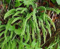 Attēlu rezultāti vaicājumam “Asplenium viride”