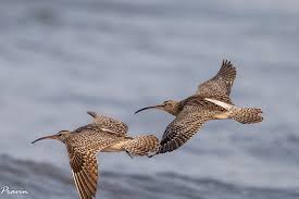 Attēlu rezultāti vaicājumam “Numenius phaeopus”