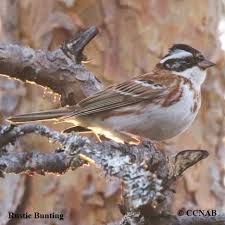 Image result for Emberiza rustica