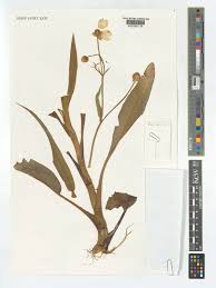 Attēlu rezultāti vaicājumam “Ranunculus lingua leaf”