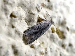 Attēlu rezultāti vaicājumam “Carpatolechia proximella”