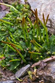 Attēlu rezultāti vaicājumam “Phaeoceros laevis subsp. carolinianus”