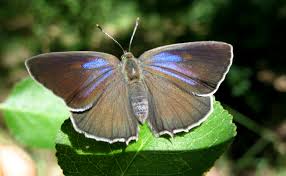 Attēlu rezultāti vaicājumam “Favonius quercus underside”