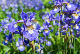 Attēlu rezultāti vaicājumam “Iris sibirica”