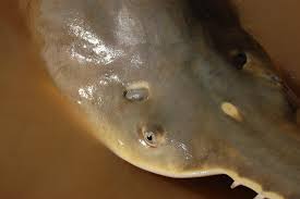 Image result for Pristis pristis