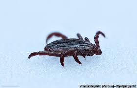 Attēlu rezultāti vaicājumam “Dermacentor reticulatus female”