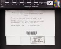 Attēlu rezultāti vaicājumam “Pogonatum dentatum”