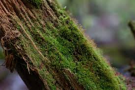 Attēlu rezultāti vaicājumam “Tetraphis pellucida”