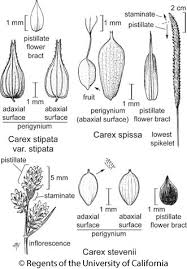 Attēlu rezultāti vaicājumam “Carex lasiocarpa fruit”