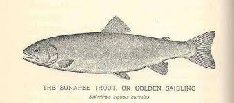Image result for Salvelinus alpinus