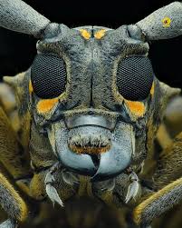 Attēlu rezultāti vaicājumam “Licea pusilla macro”