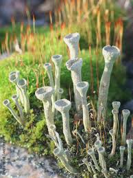 Attēlu rezultāti vaicājumam “Cladonia fimbriata”