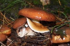 Attēlu rezultāti vaicājumam “Suillus luteus”