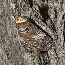 Attēlu rezultāti vaicājumam “Cossus cossus imago”